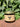 Rowe Naturals sells grass-fed whipped tallow vanilla balm in a glass jar with lush green foliage behind it.
