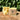 Rowe Naturals displays coconut olive tallow soap on a wooden slice against a leafy green backdrop.
