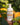 Dish Soap | Pumpkin Harvest