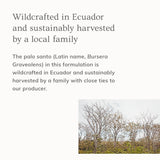 Ecuadorian palo santo trees thrive on a hillside, showcasing sustainable harvesting practices.
