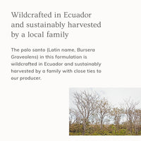 Ecuadorian palo santo trees thrive on a hillside, showcasing sustainable harvesting practices.
