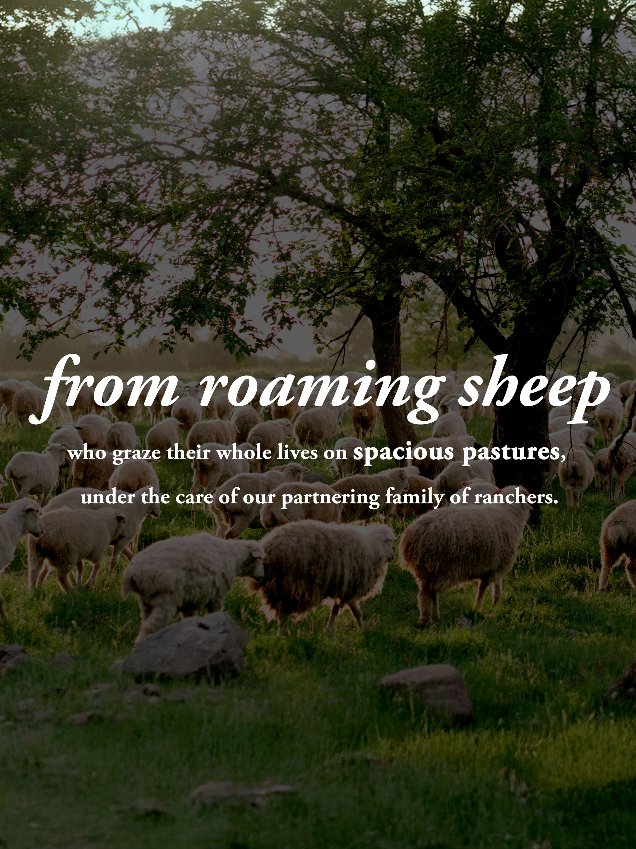 Sheep graze in a grassy pasture beneath trees, cared for by local ranchers.
