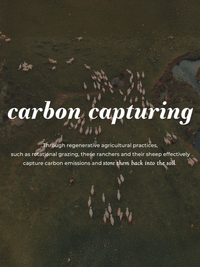 Aerial view shows sheep grazing in a pasture, illustrating carbon capturing through regenerative agriculture.

