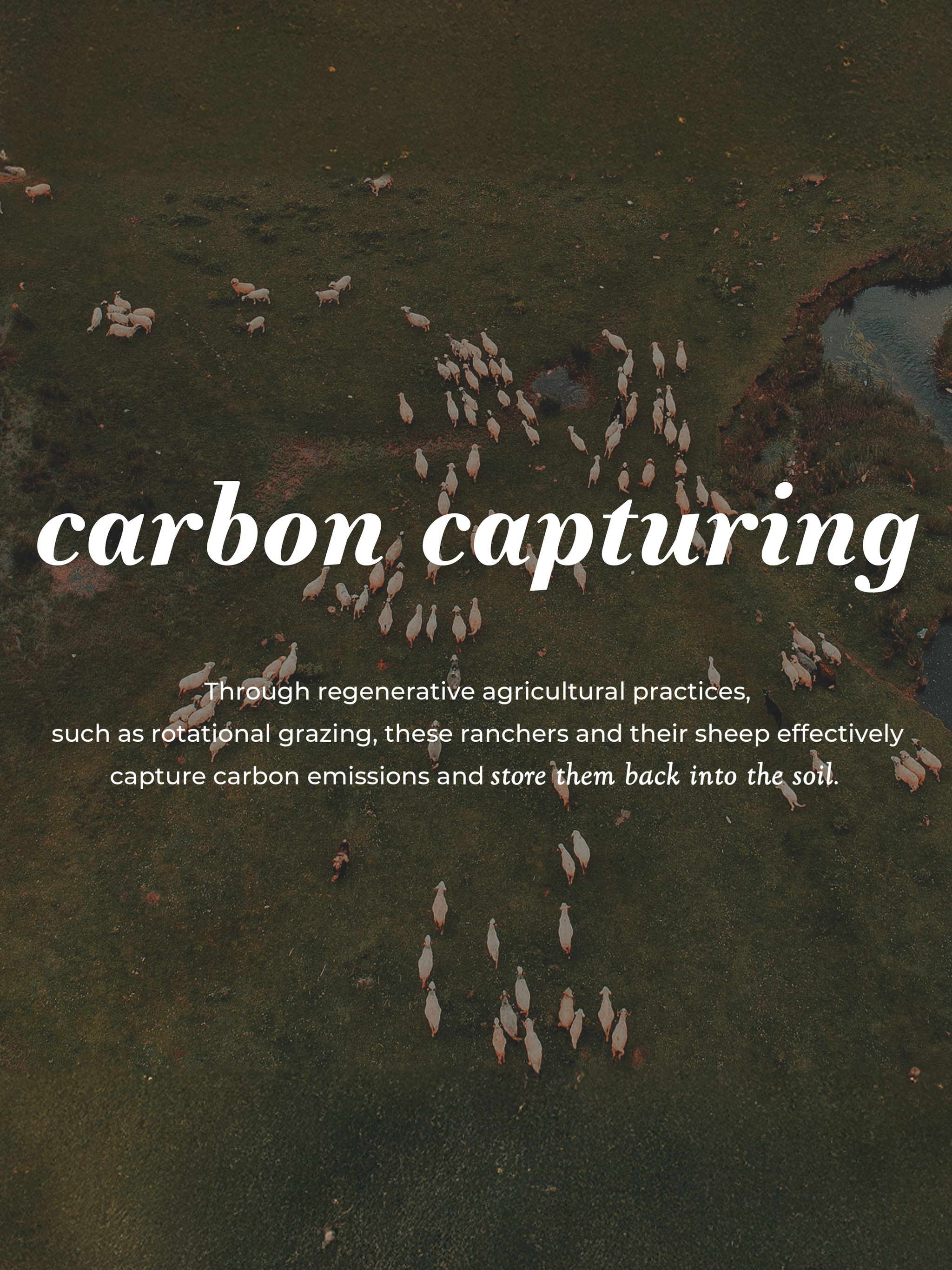 Aerial view shows sheep grazing in a pasture, illustrating carbon capturing through regenerative agriculture.
