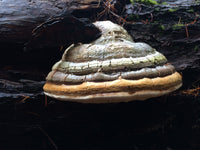 Shelf fungus grows on a dark, decaying log in the forest, showing layered colors.

