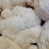 Close-up shows several fresh Lion's Mane mushrooms, displaying their unique icicle-like spines.
