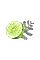 Watercolor art showcases a vibrant sliced bergamot next to sprigs of delicate pine leaves on a black background.
