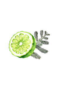 Watercolor painting features a halved bergamot citrus fruit with a sprig of fir against a black background.
