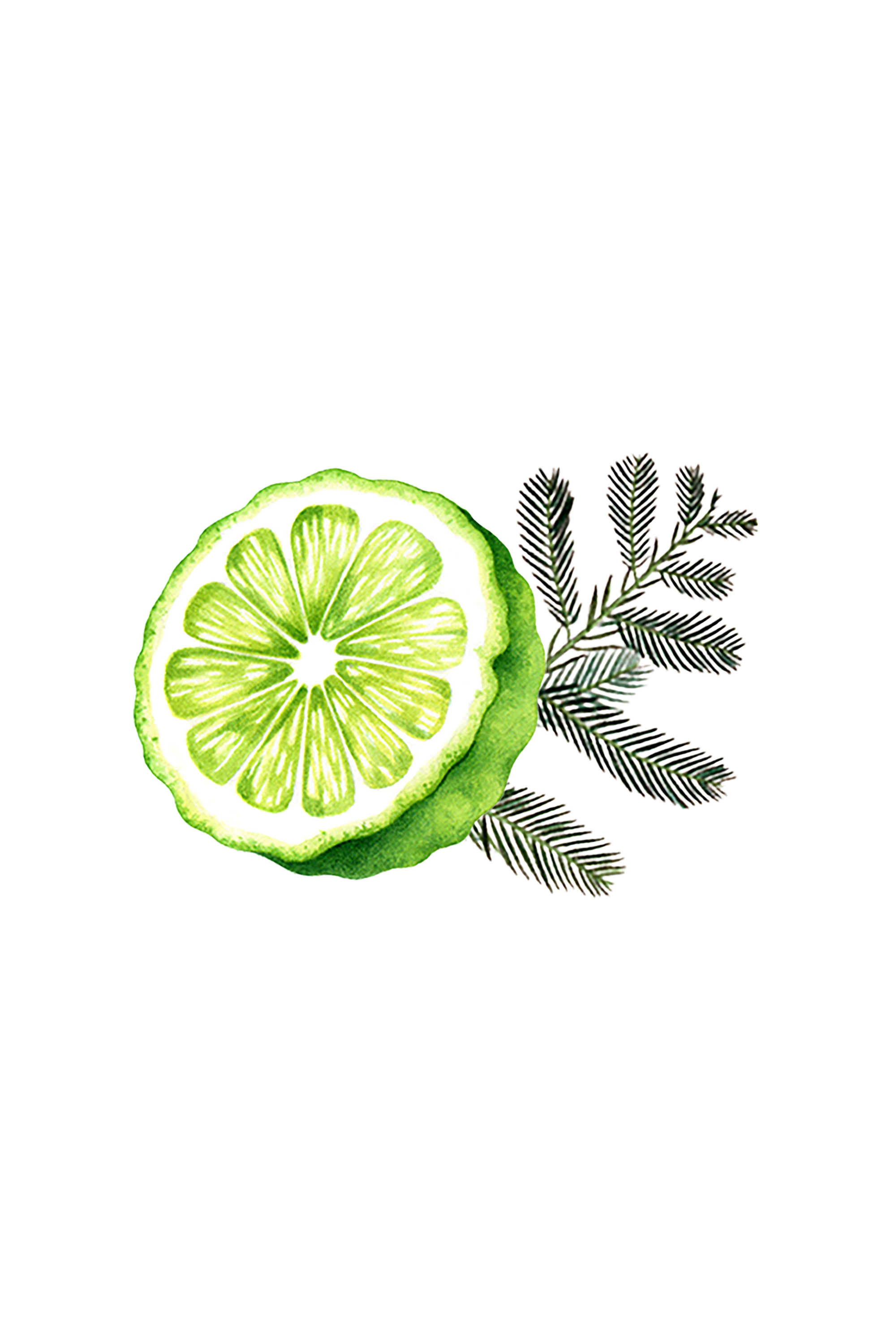 Watercolor painting features a halved bergamot citrus fruit with a sprig of fir against a black background.
