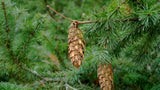 Douglas-fir Essential Oil Roller