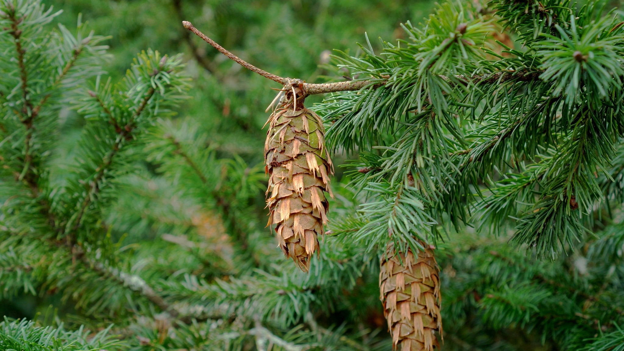 Douglas-fir Essential Oil Roller