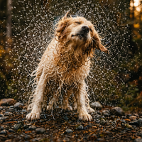 Pet Shampoo | Soothing & Deodorizing | Wild Heart