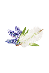 Soothing Shampoo | Lavender & Tea Tree