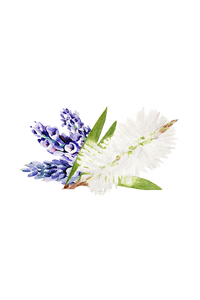 Soothing Shampoo | Lavender & Tea Tree