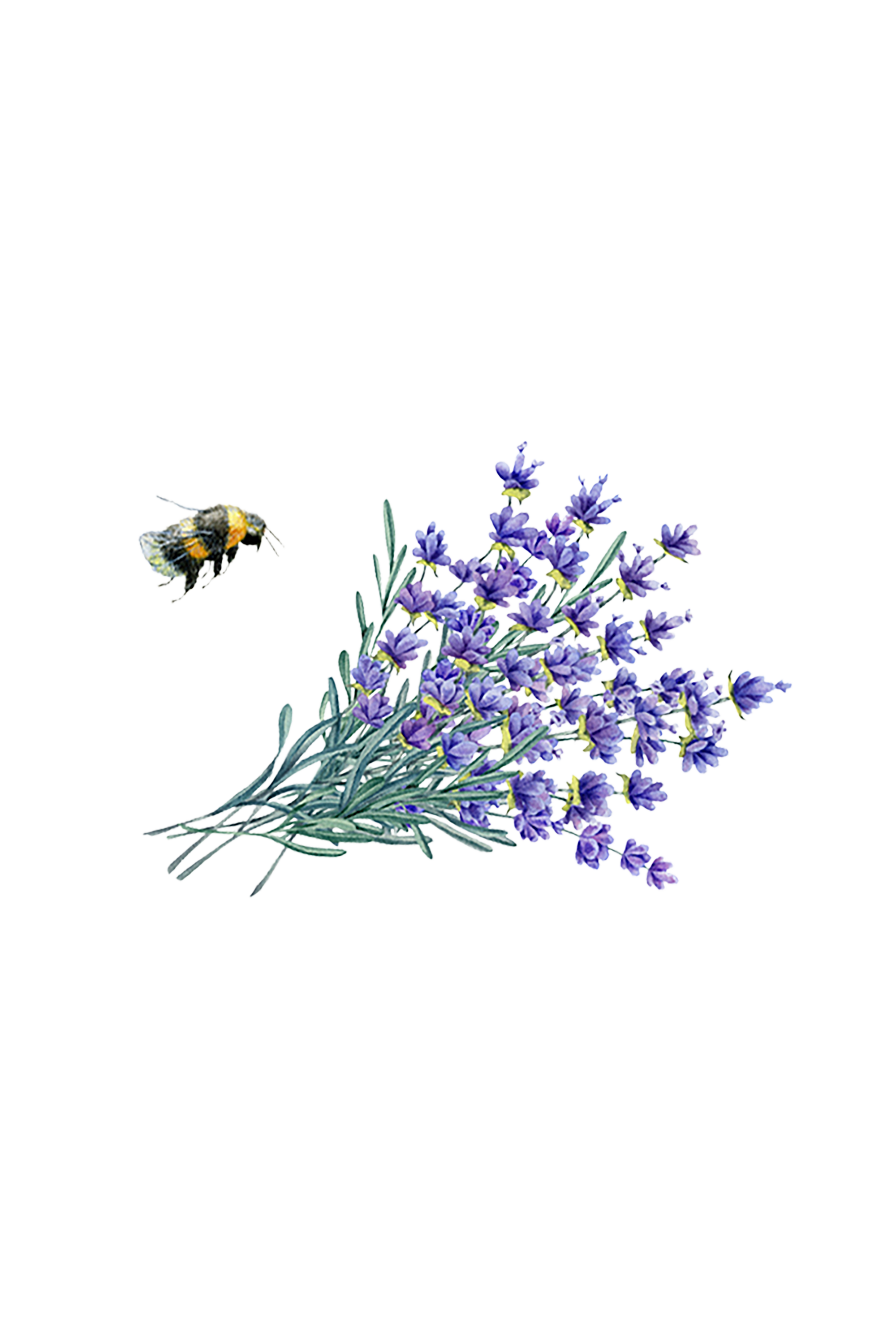 Hand Soap | Lavender Fields