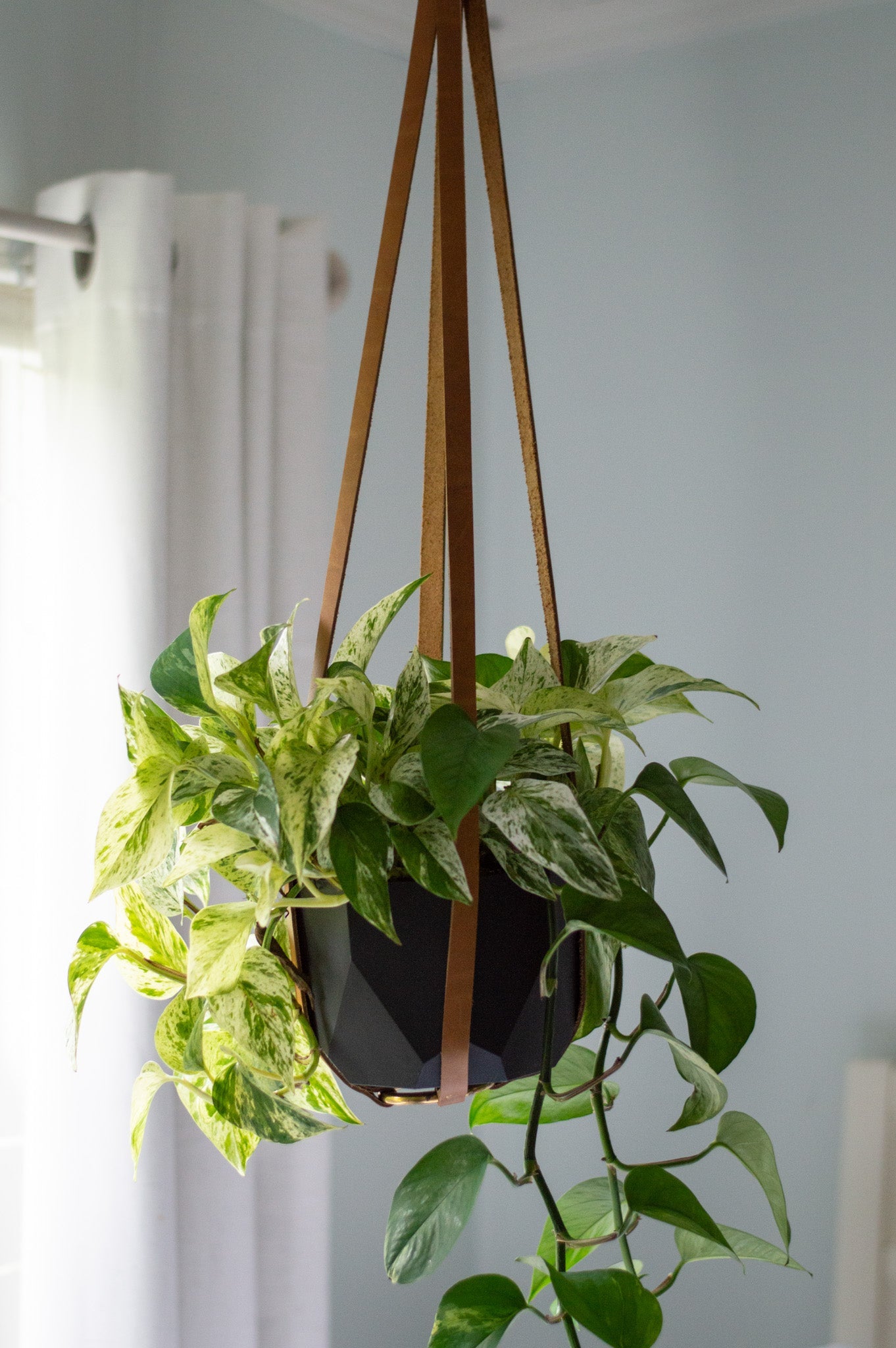 A lush pothos plant cascades from a black geometric pot suspended by brown leather straps in a bright, modern interior.
