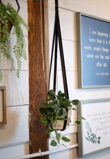 A hanging planter displays a hoya plant with trailing vines against a rustic white shiplap wall with inspirational art prints.
