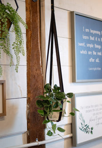 A hanging planter displays a hoya plant with trailing vines against a rustic white shiplap wall with inspirational art prints.
