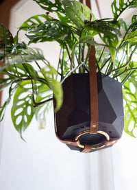 Hanging Swiss cheese plant grows in a modern black geometric planter with a brown leather strap and brass ring.
