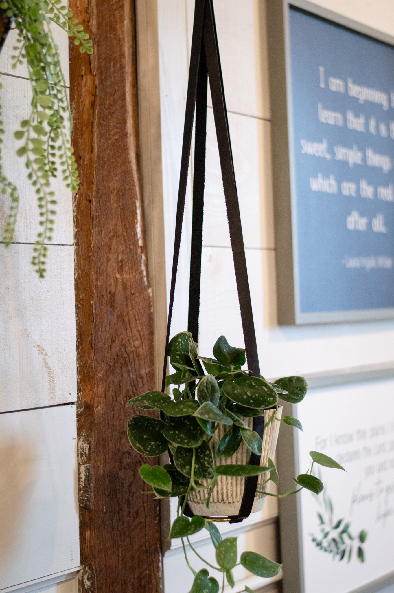 A hanging planter featuring a polka-dot peperomia plant adds rustic charm to farmhouse decor.
