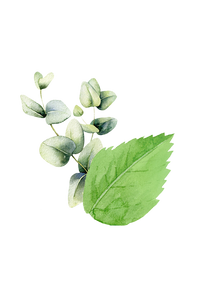 Watercolor art showcases eucalyptus leaves and a single serrated leaf against a black background.
