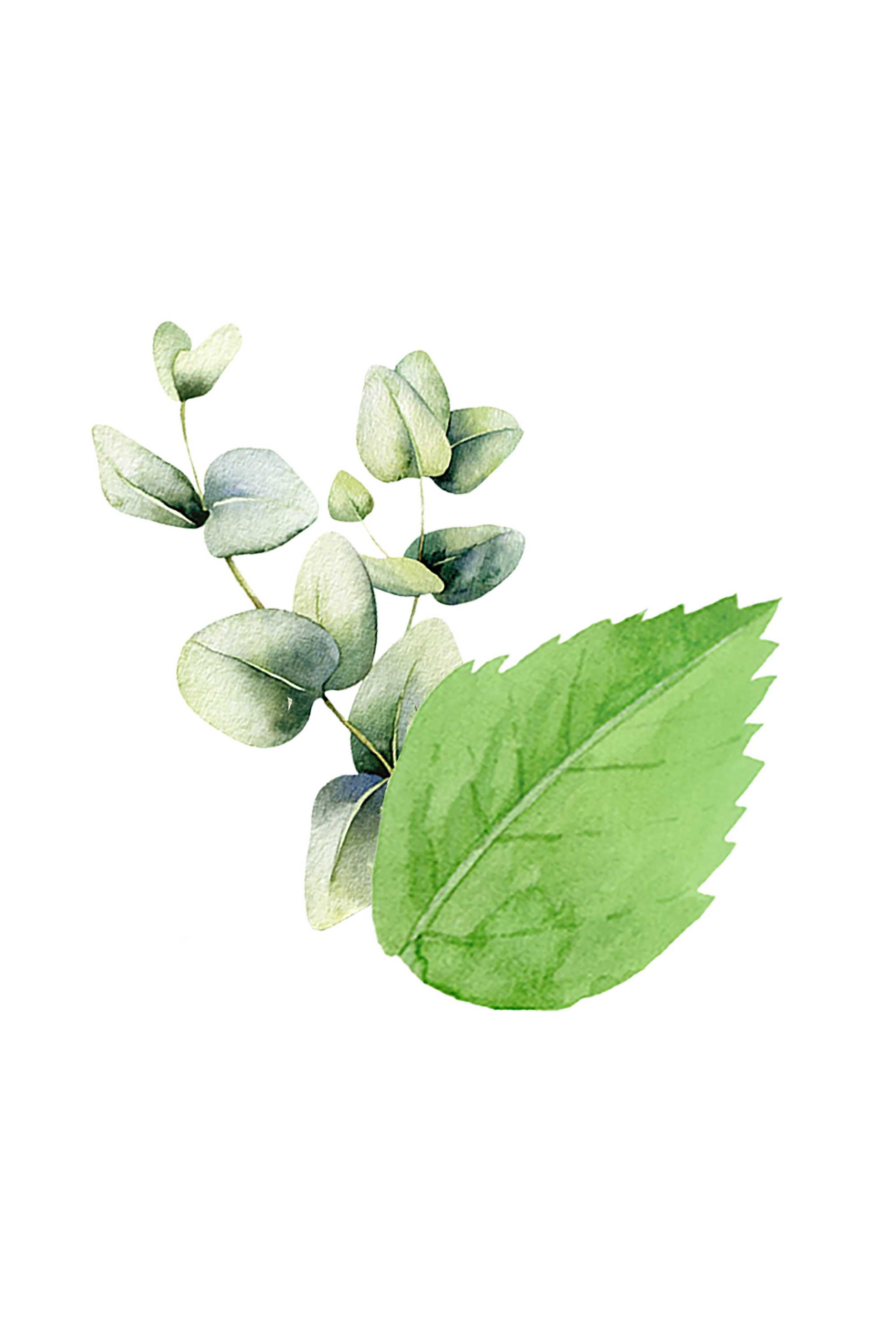 Watercolor art showcases eucalyptus leaves and a single serrated leaf against a black background.
