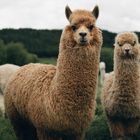 A fluffy, light brown alpaca grazes in a green field, looking directly at the camera.
