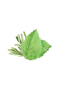 Laundry Detergent | Rosemary & Mint