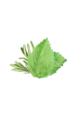 Soothing Shampoo | Rosemary & Mint