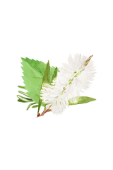 Watercolor artwork features green foliage and a delicate white flower against a stark black background.
