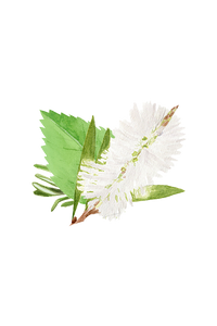 Watercolor artwork features green foliage and a delicate white flower against a stark black background.
