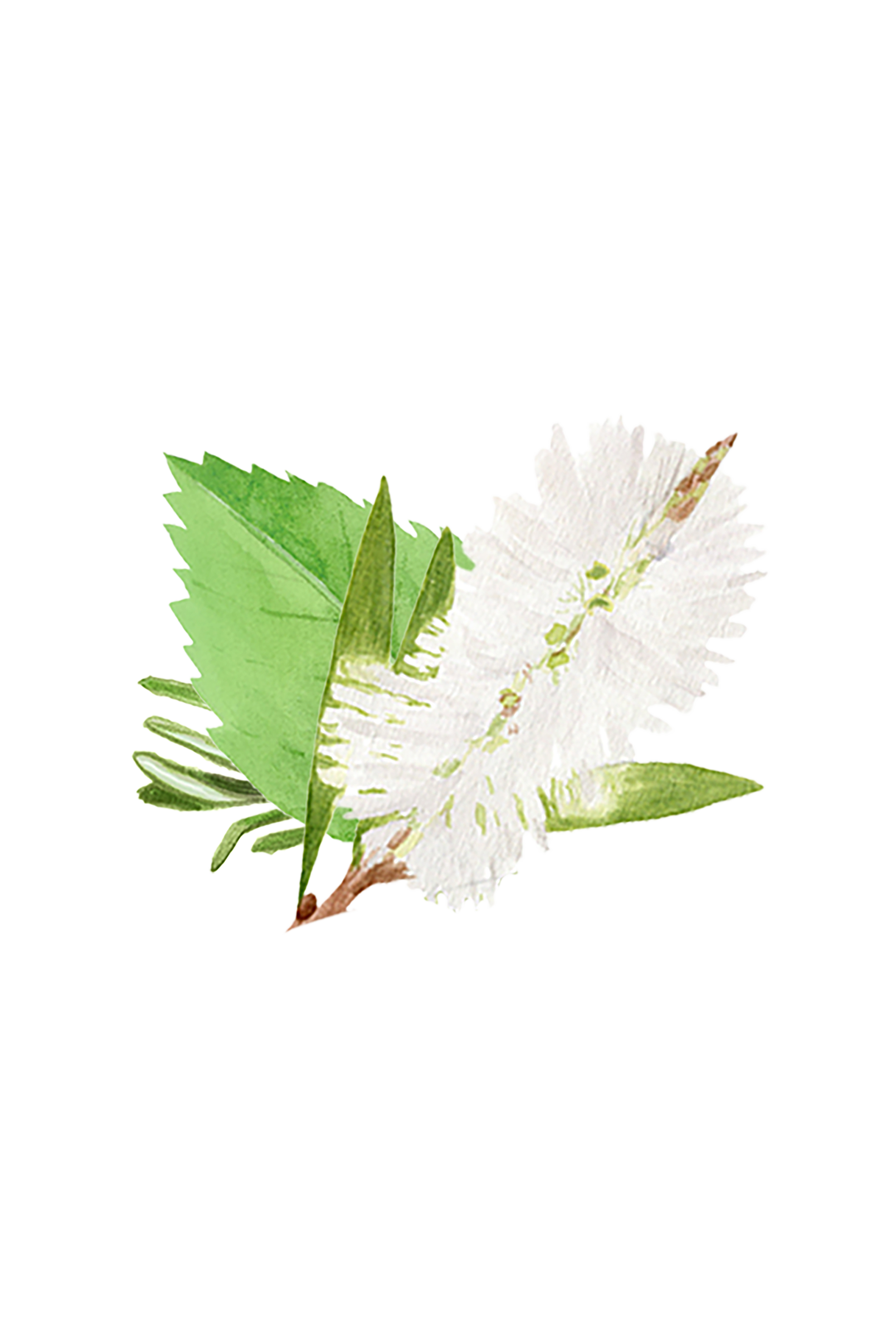 Watercolor artwork features green foliage and a delicate white flower against a stark black background.
