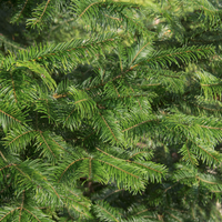 Grand Fir Beard Oil