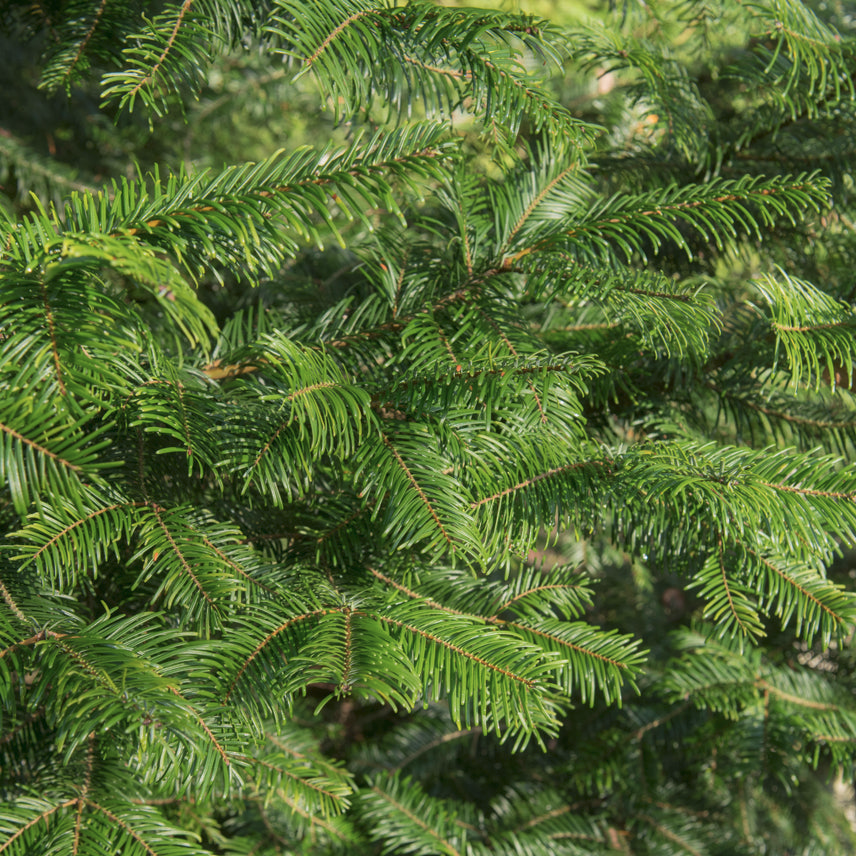 Grand Fir Beard Oil
