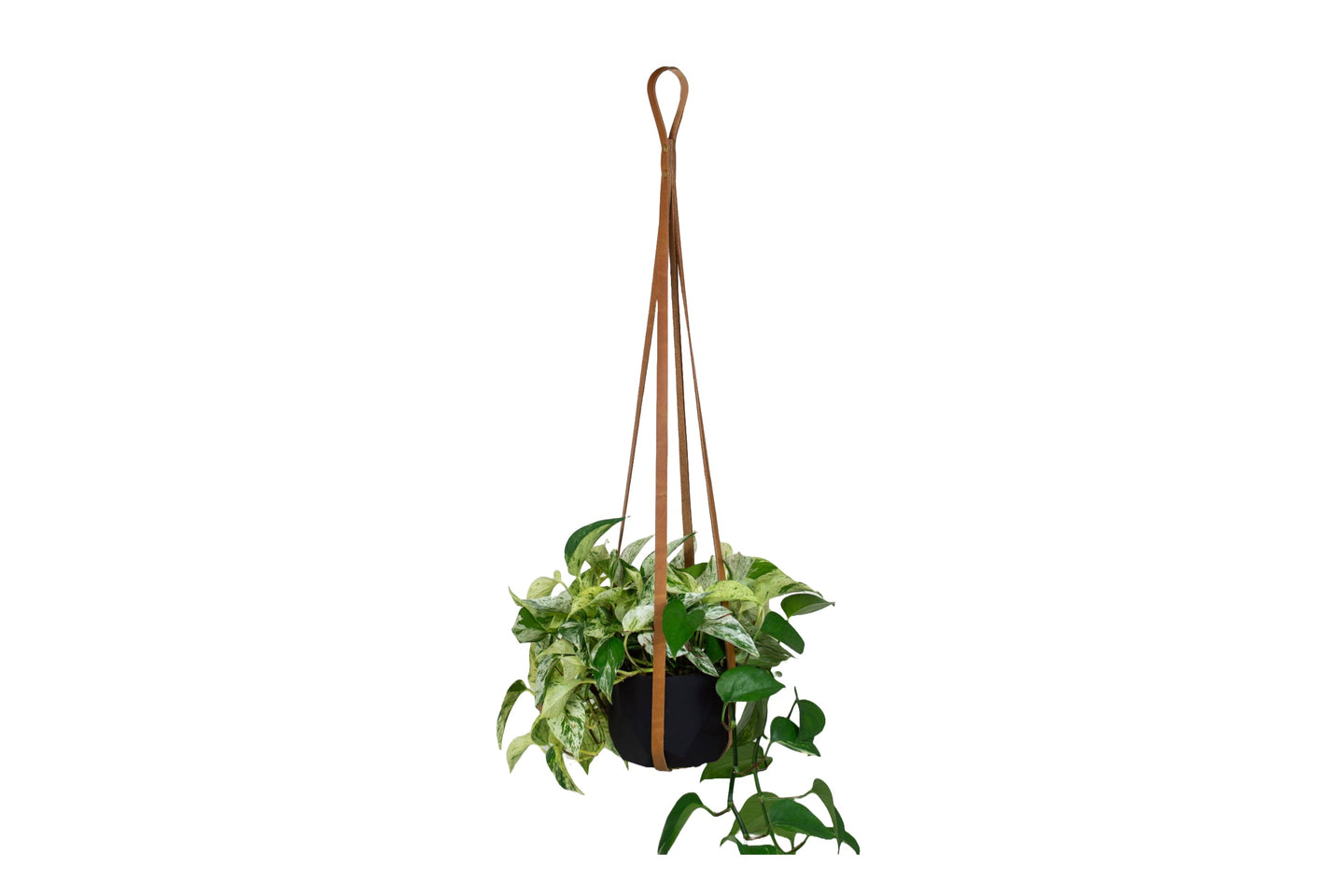 A variegated pothos plant grows in a black pot hanging from a tan leather strap.
