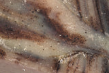 Close-up shot reveals the textured surface of striped, marbled soap with brown and tan swirls.
